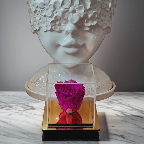 رز جاودان آمور